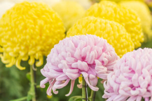 明日9月9日は重陽（ちょうよう）の節句