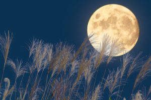 お月見: 今年2023年の中秋の名月はいつ？　秋を楽しむ日本の伝統イベント